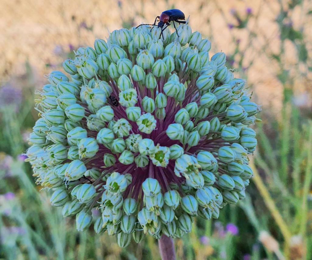 Name:  20200530_145791.jpg
Views: 159
Size:  127.3 KB