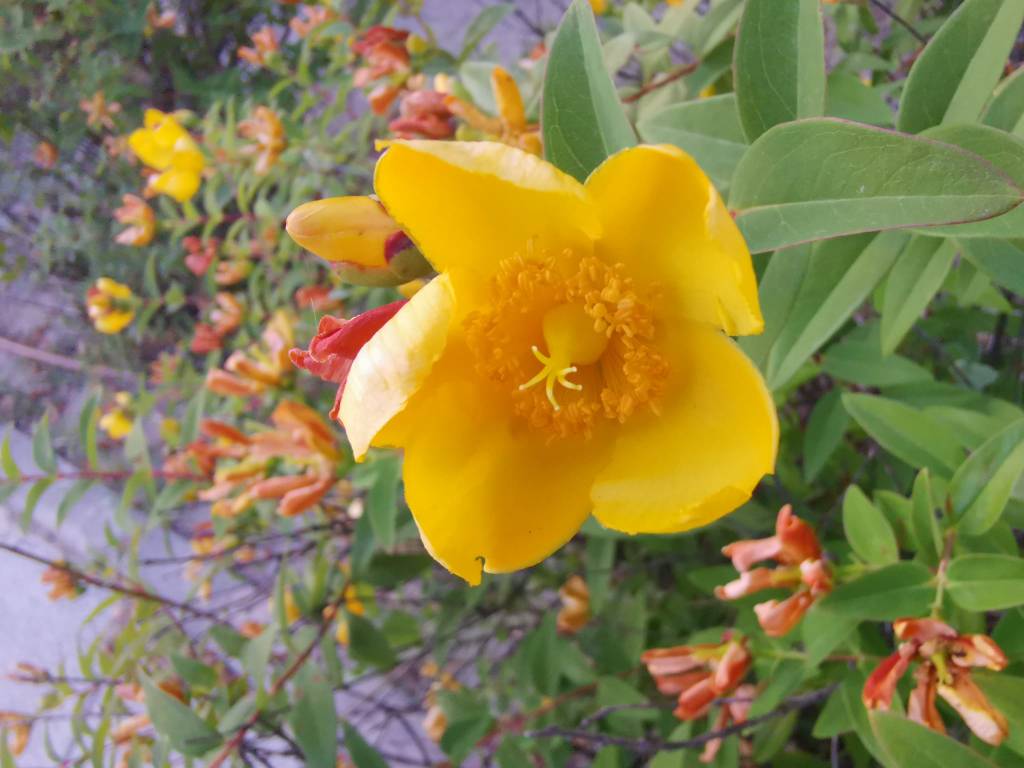 Name:  IMG-20200529-WA0004.jpg
Views: 211
Size:  75.6 KB