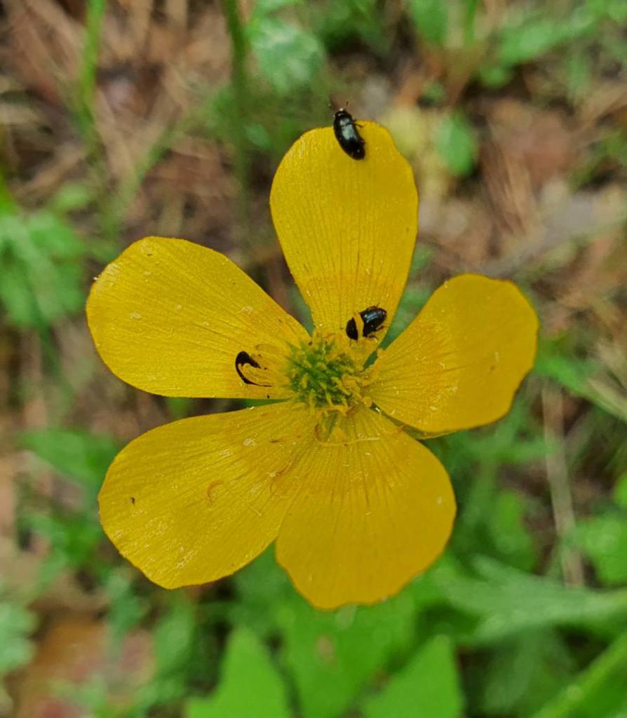 Name:  20200603_155704.jpg
Views: 241
Size:  82.1 KB