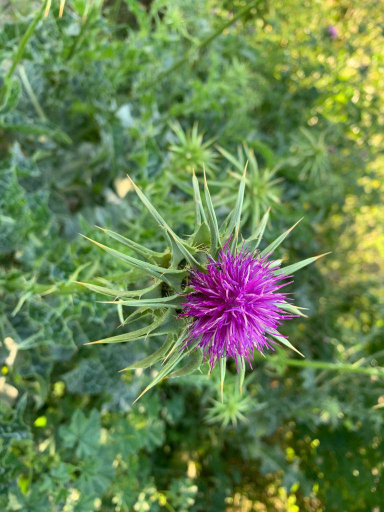 Name:  IMG-20200517-0040.jpg
Views: 173
Size:  106.4 KB