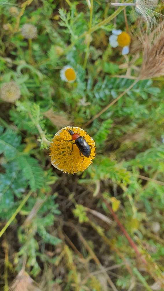 Name:  20200523_094925.jpg
Views: 147
Size:  67.0 KB