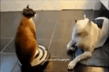Name:  cat-vacuum.gif
Views: 272
Size:  300.1 KB