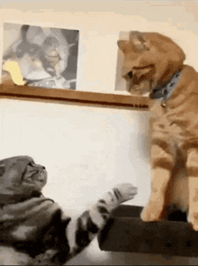 Name:  fighting-cat-cat-meme.gif
Views: 207
Size:  374.5 KB